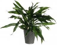 Рослина кімнатна Плантмікс 13/30