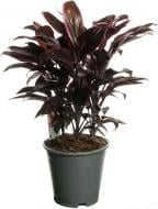 Растение комнатное Корделина 21/60 микс