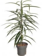 Рослина кімнатна Фікус 17/75 Алі