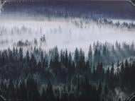 Репродукция Мистический лес 85x113 см Styler