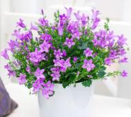 Рослина Кампанула d10.5/h18