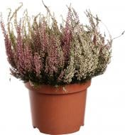 Растение визг микс 21/28 Растение визг микс 21/28