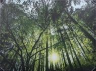 Картина Зеленый лес 113x85 см Styler