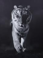 Репродукция Тигр 75x100 см Styler