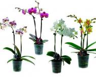 Растение Фаленопсис микс 2 ствола, 12+ 12/60-70 Супер!