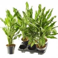 Растение Аглаонема 14х60 Miss Juliette