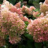 Растение Гортензия метельчатая Фантом С 2-3