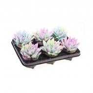 Рослина Ехеверія 10х12 Miranda фарбована Multi Glitter мікс Рослина Ехеверія 10х12 Miranda фарбована Multi Glitter мікс