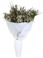 Хамелаціум різнокольоровий (Нідерланди)