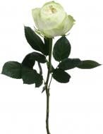 Роза White Ohara одноголовая пионовидная 70 см белая (Эквадор)