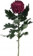 Хризантема Bigoudi одноголовая бордовая (Нидерланды)