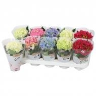 Растение Гортензия 9*15 микс 1+