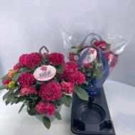 Растение Гортензия 23*40 красная в подвесе