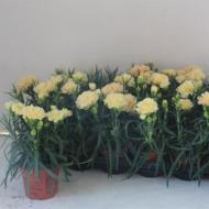 Растение Диантус (гвоздика) 9*17 желтая Luna