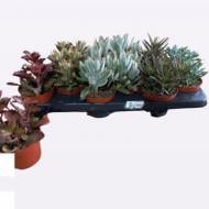 Растение Суккулент 10*15 Kalanchoe микс