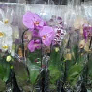 Рослина Фаленопсис (орхідея) каскад 12x55 1 ствол бюджетний мікс (Bernhard Orchids)