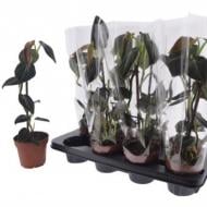 Растение Филодендрон 12*45 Melanochrysum