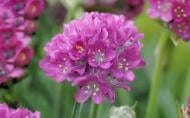 Растение Армерия "Morning Star Rose" С1