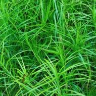 Растение Осока пальмолистная "Little Midge" С3