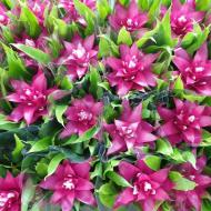 Растение Гузмания 9*30 розовая Victory