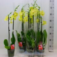 Растение Фаленопсис (орхидея) 12x70 2 ствола желтый Ferrara (Ter Laak Orchids)