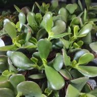 Растение Крассула 5х10 Ovata Растение Крассула 5х10 Ovata