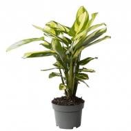 Растение Ктенанта 15х60 Golden Mosaik