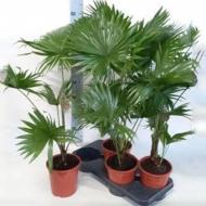 Растение Ливистона 24х100