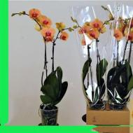 Растение Фаленопсис (орхидея) 12x65 1 ствол Caribbean Dream (T & L Variety Plants BV)