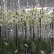 Растение Фаленопсис (орхидея) 12x80 1 ствол Amalfi (Bonito)