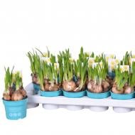 Растение Нарцисс 09х12 махровый желтый Tete Boucle