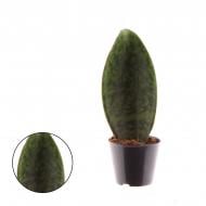 Растение Сансевиерия 09х30 Masoniana Растение Сансевиерия 09х30 Masoniana