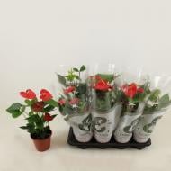 Растение Антуриум 14х45-50 микс