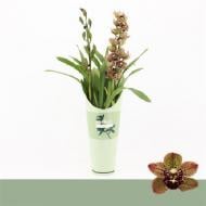 Рослина Цимбідіум (орхідея) 12х60 2 стовбури тигровий Magic Bird