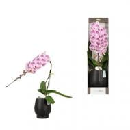 Рослина Фаленопсис (орхідея) 12х65 1 стовбур плямистий Formidablo у кераміці (Opti-flor)