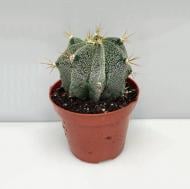 Растение Кактус 08*13 Astrophytum Ornatum
