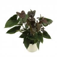 Растение Антуриум 17х55 шоколадный Jambo