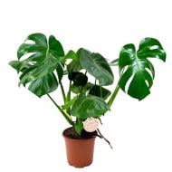 Растение Монстера 19х55 Deliciosa