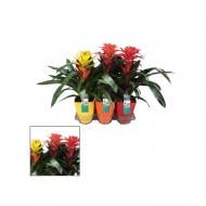 Растение Гузмания 14х45 микс в керамическом кашпо