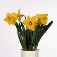Растение Нарцисс 12х20 желтый Gold Medal