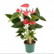 Растение Антуриум 12х35-40 розовый Melito