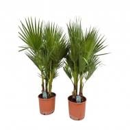 Растение Вашингтония 27х150 Robusta