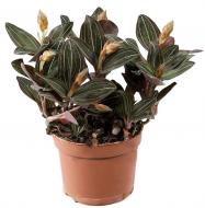 Рослина кімнатна Лудізія 10х35 см Discolor