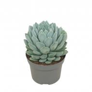 Растение Пахифитум 13х15 Corvus