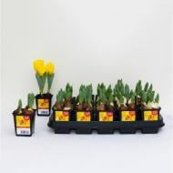 Растение Тюльпан 07х10 желтый Yellow Baby