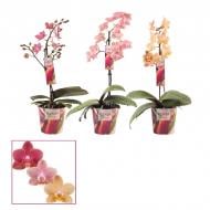Растение Фаленопсис (орхидея) 12х45 1 ствол Parfum (Duijn)