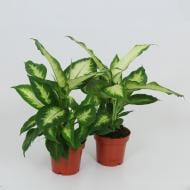 Растение Диффенбахия 17х50 Camilla