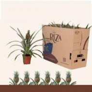 Рослина Ананас 12*45 Rosita з плодом