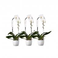 Рослина Фаленопсис (орхідея) каскад 16х85 білий у кераміці (Tsarine)