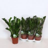 Растение Замиокулькас 19х65 Midori